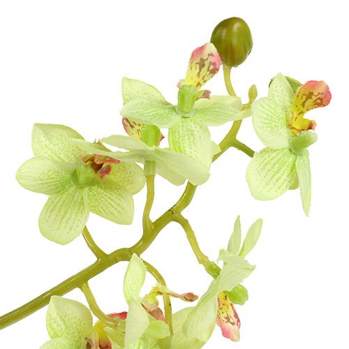 Artikel Orchidee 97cm Hellgrün