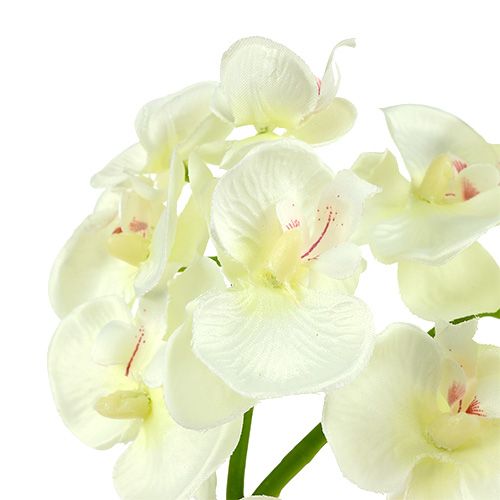 Artikel Orchidee Creme-Weiß L57cm 6St