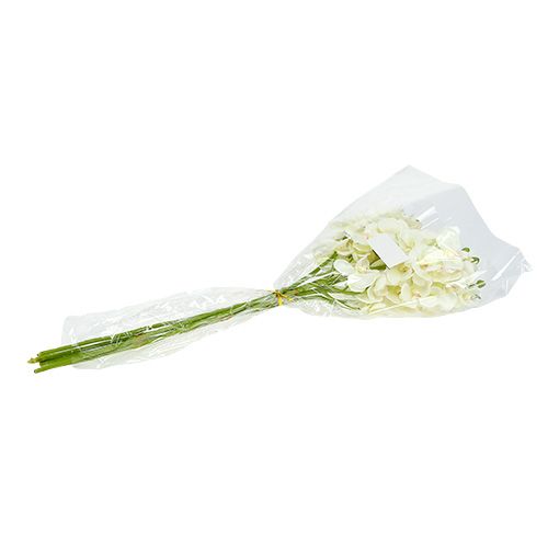 Artikel Orchidee Creme-Weiß L57cm 6 St