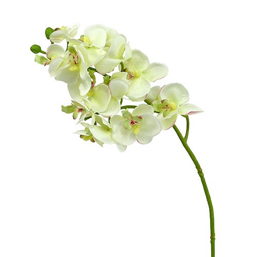 Floristik24 Orchidee Hellgrün 56cm 6St