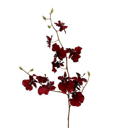 Floristik24 Orchidee Oncidium 70cm Dunkelrot 3St