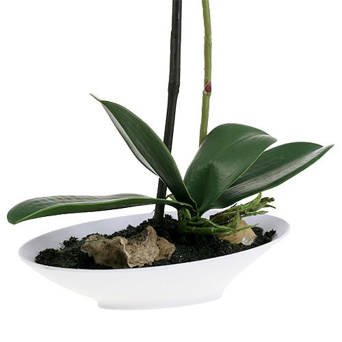 Floristik24 Orchidee Phalaenopsis in Schale Weiß H40cm