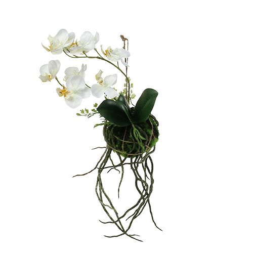 Floristik24 Orchidee Phalaenopsis zum Hängen H26cm Creme