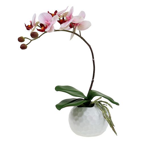 Artikel Orchidee Rosa im Keramiktopf 31cm