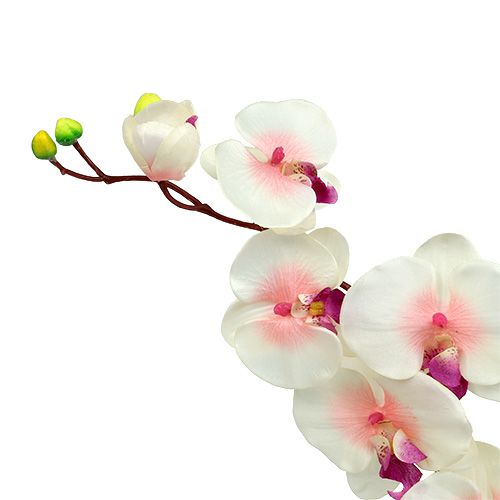 Floristik24 Orchidee mit 2 Zweigen 60cm Weiß-Rosa