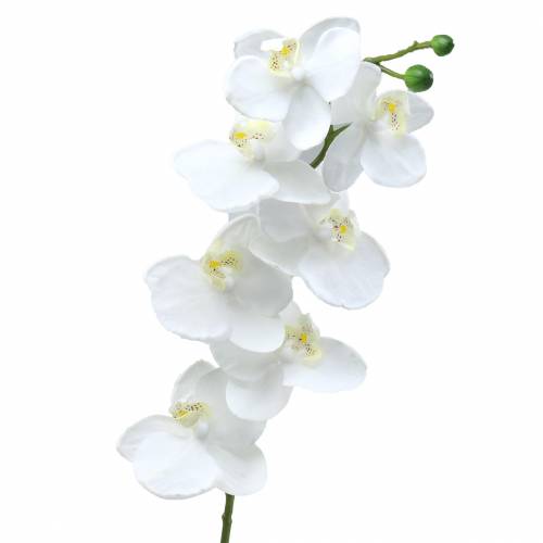 Floristik24 Orchidee Weiß 77cm