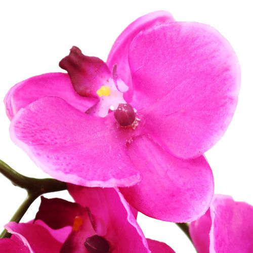 Floristik24 Orchidee Phalaenopsis Pink 75cm