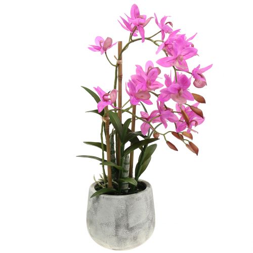 Floristik24 Orchidee im Topf Violett H55cm