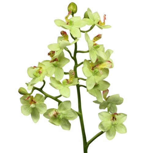 Floristik24 Orchidee 56cm Hellgrün