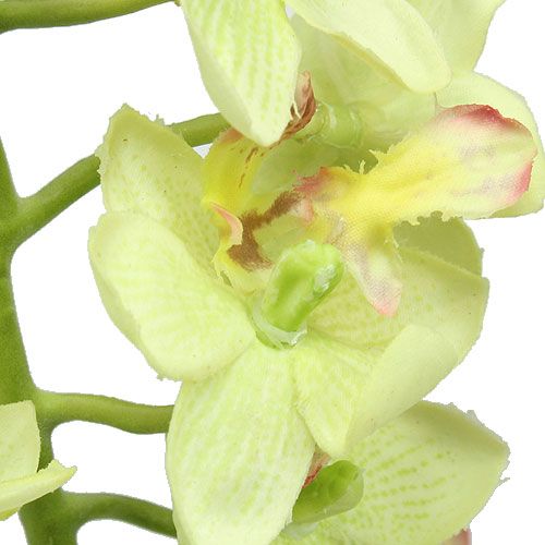 Artikel Orchidee 56cm Hellgrün