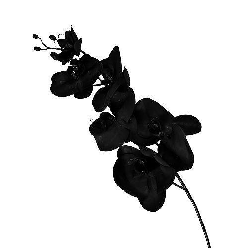 Floristik24 Orchidee schwarz L80cm