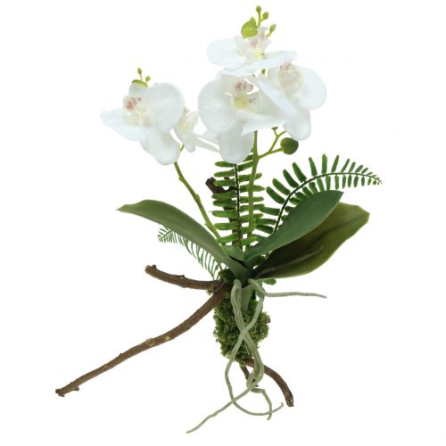 Floristik24 Orchidee Weiß mit Moosballen und Wurzeln 36cm