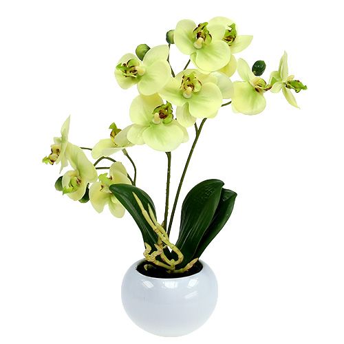 Floristik24 Orchideen im Topf Grün H30cm