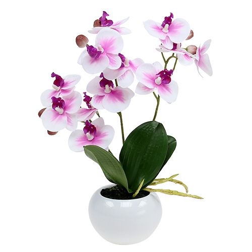 Floristik24 Orchideen im Topf H30cm Weiß-Rosa