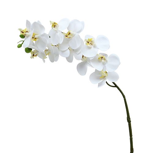 Floristik24 Orchideenzweig Weiß L58cm