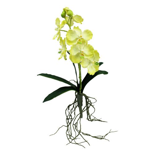 Floristik24 Orchidee mit Wurzeln Hellgrün L43cm