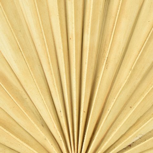 Artikel Palmspear Sun natur 30St