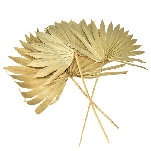 Artikel Palmspear Sun natur 30St