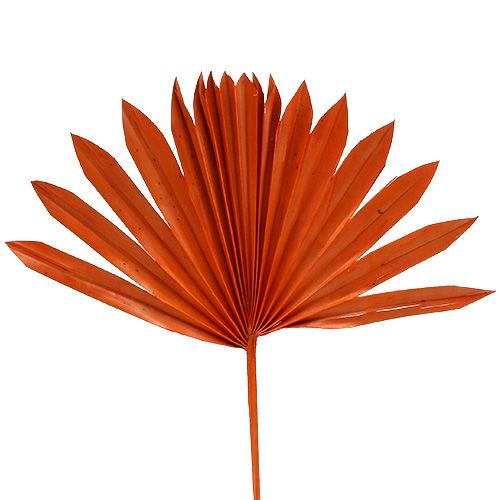 Floristik24 Palmspear Sun Orange 30 St
