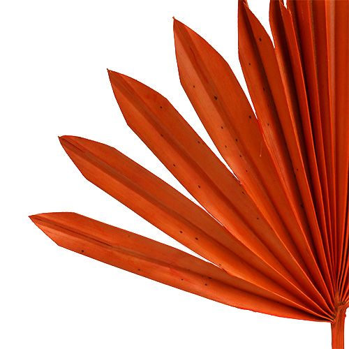 Artikel Palmspear Sun mini Orange 50 St