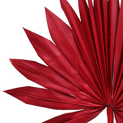 Artikel Palmspear Sun mini Rot 50 St
