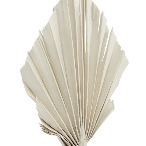 Artikel Palmspear Mini Weiß gewaschen 100 St
