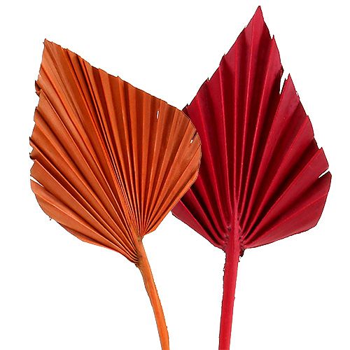 Floristik24 Palmspear sortiert Rot/Orange 50St