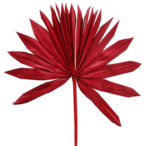 Floristik24 Palmspear Sun Rot 30 St