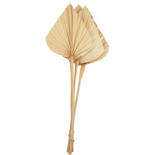 Floristik24 Palmspear Palmenblätter Naturdeko Gebleicht 12,5×38cm 4 St