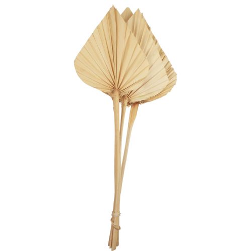 Floristik24 Palmspear Palmenblätter Naturdeko Gebleicht 12,5×38cm 4St