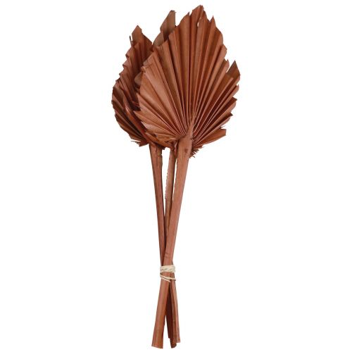 Floristik24 Palmspear Palmenblätter Naturdeko Braun 5-9×14cm L35cm 4St