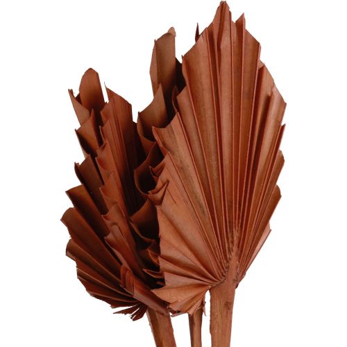 Artikel Palmspear Palmenblätter Naturdeko Braun 5-9×14cm L35cm 4St