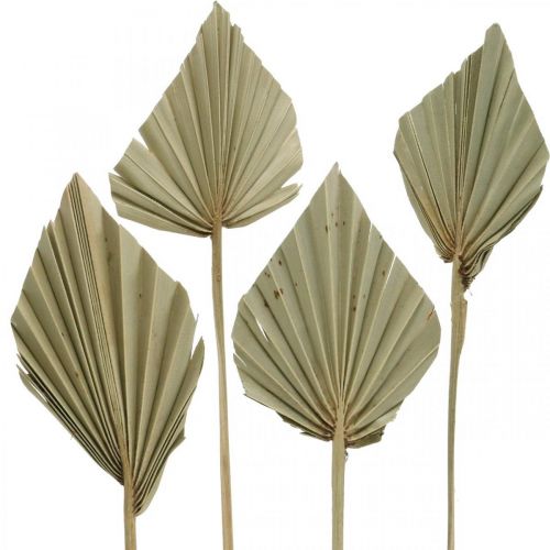 Artikel Mini-Palmspear, Trockenfloristik, Adventsdeko, Gedenktage Natur L33–34cm B7–9cm 4 St