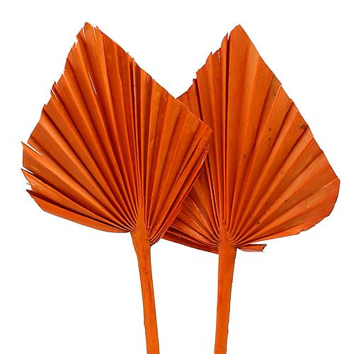 Floristik24 Palmspear Orange 65 St
