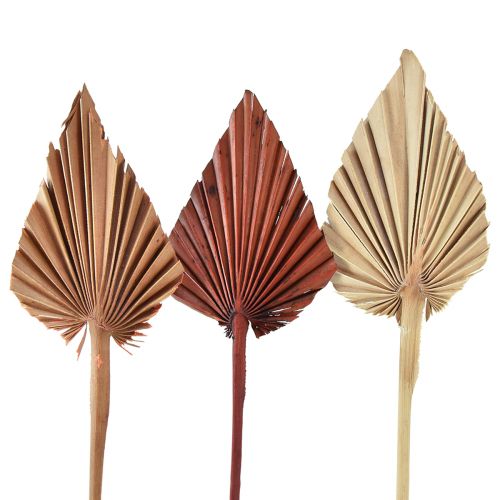 Floristik24 Palmspear sortiert Marocco 30 St