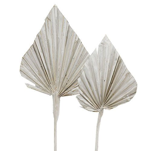 Floristik24 Palmspear weißgewaschen 10cm - 15cm L33cm 65St