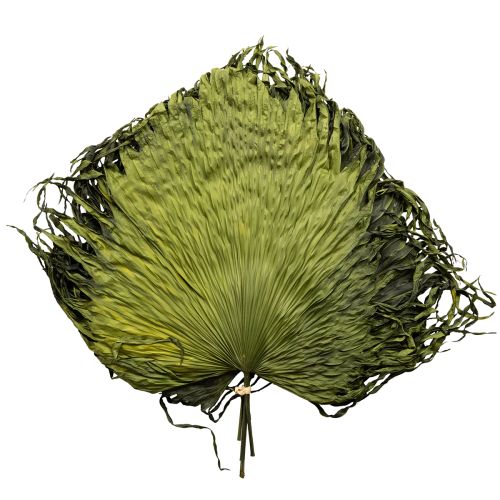 Palmwedel getrocknet Blätter Deko Saribus Grün 45cm 5 St