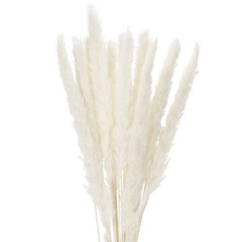 Pampasgras Trockenblumen gebleicht 70 cm Creme 15 Stiele für Innenbereich bestellen | Floristik24.at