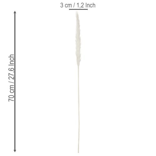 Pampasgras Trockenblumen gebleicht 70 cm Creme 15 Stiele für Innenbereich | Floristik24.at