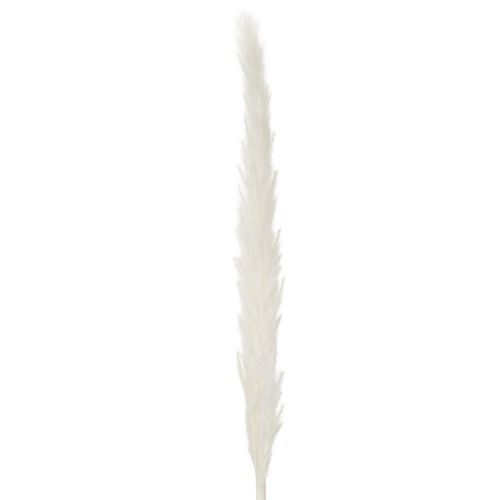 Pampasgras Trockenblumen gebleicht 70 cm Creme 15 Stiele für Innenbereich | Floristik24.at