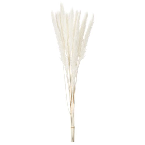 Pampasgras Trockenblumen gebleicht 70 cm Creme 15 Stiele für Innenbereich | Floristik24.at