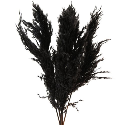 Artikel Pampasgras Schwarz 65-75cm Trockengräser Naturdeko 6St