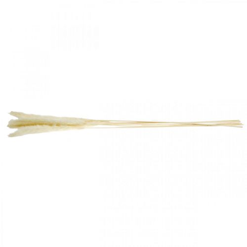 Floristik24 Getrocknetes Pampasgras Creme Für Trockenstrauß 65-75cm 6St