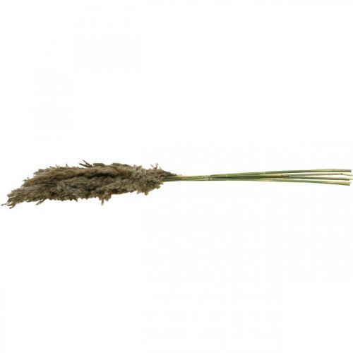 Floristik24 Getrocknetes Pampasgras Natur Für Trockenstrauß 70-75cm 6 St
