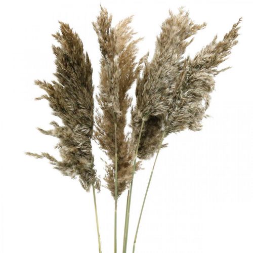 Floristik24 Getrocknetes Pampasgras Natur Für Trockenstrauß 70-75cm 6 St