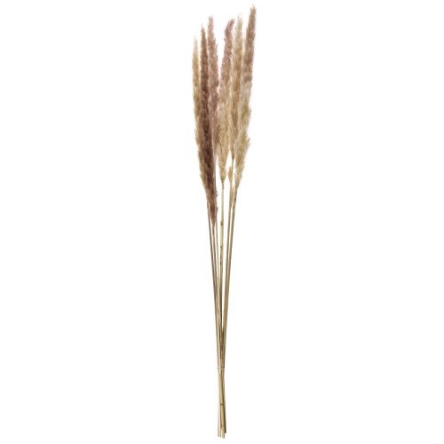 Artikel Pampasgras Deko getrocknet Natur Trockendeko 70cm 6 St