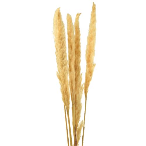 Floristik24 Pampasgras getrocknet Trockengräser Creme Trockendeko 70cm 6 St