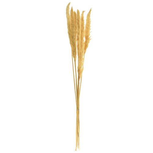 Artikel Pampasgras getrocknet Trockengräser Creme Trockendeko 70cm 6 St