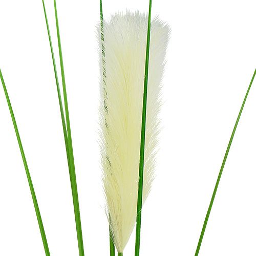 Floristik24 Pampasgras Wedel Creme-Grün H100cm
