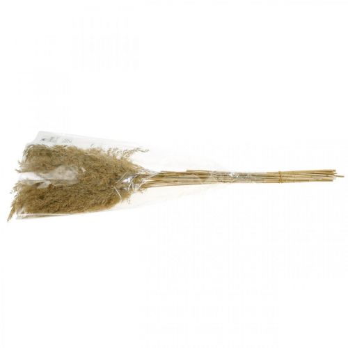 Floristik24 Pampasgras getrocknet Natur Trockendeko 65cm 20 St im Bund
